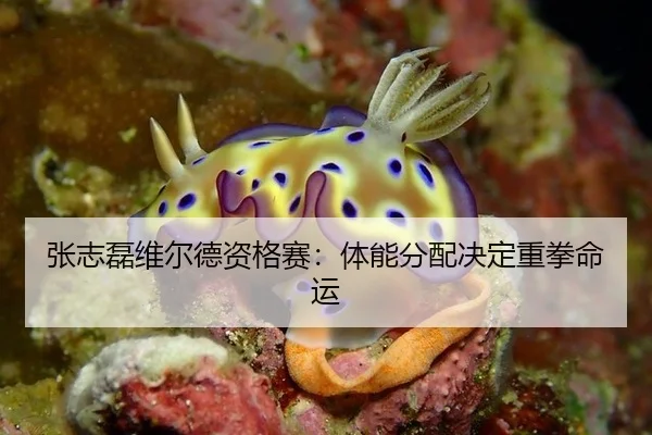 张志磊维尔德资格赛：体能分配决定重拳命运